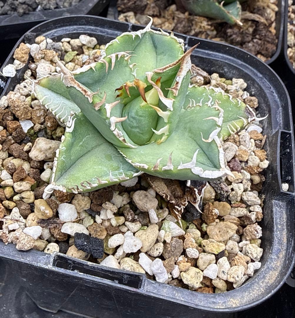 オテロイ　実生