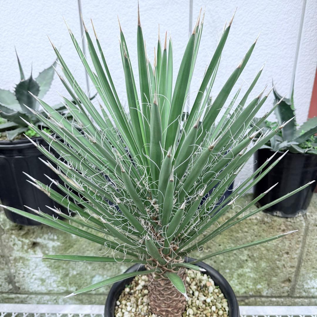 フィリフェラ　ユッカ　幹立ち　８号　大株　観葉植物　ドライガーデン