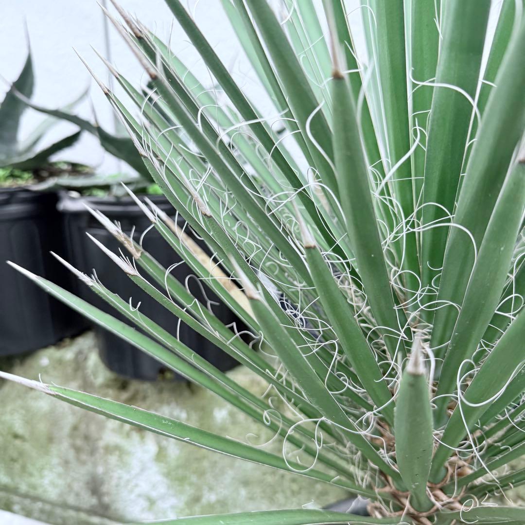 フィリフェラ　ユッカ　幹立ち　８号　大株　観葉植物　ドライガーデン