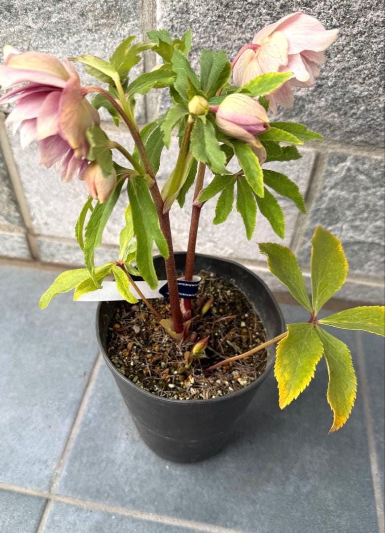 クリスマスローズ　広瀬園芸　ソレイユ風