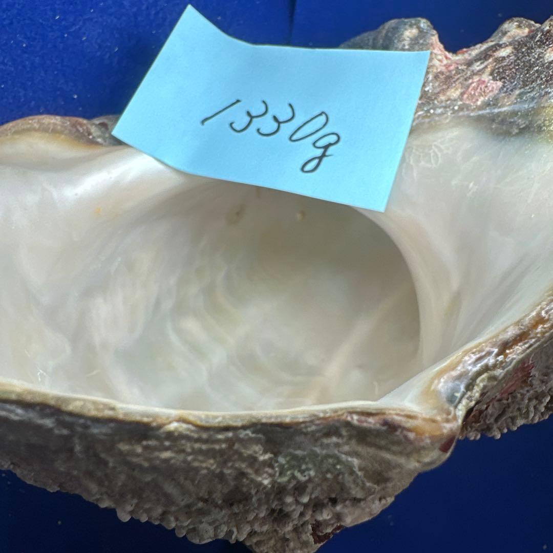 特大夜光貝　ヤコウ貝　まとめ売り　15個 約21kg アクセサリー　ルアー