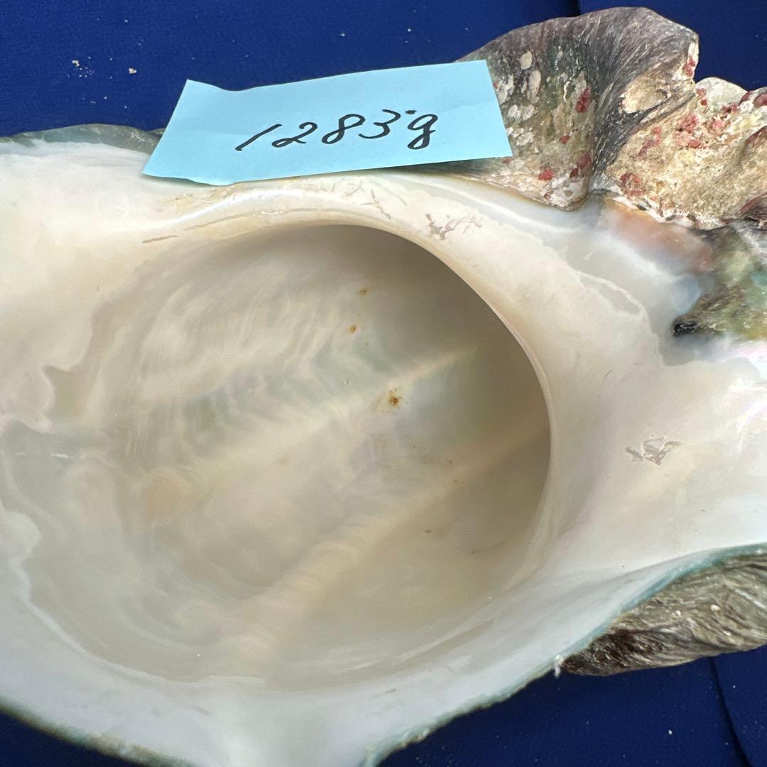 特大夜光貝　ヤコウ貝　まとめ売り　15個 約21kg アクセサリー　ルアー