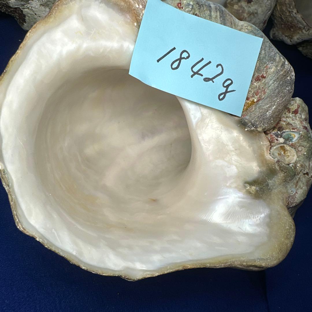 特大夜光貝　ヤコウ貝　まとめ売り　15個 約21kg アクセサリー　ルアー