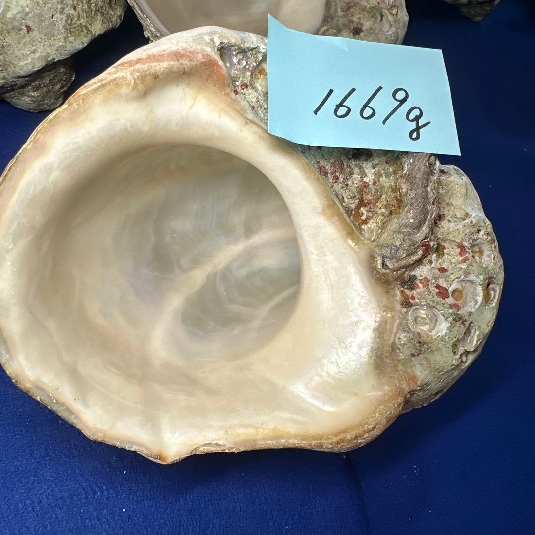 特大夜光貝　ヤコウ貝　まとめ売り　15個 約21kg アクセサリー　ルアー