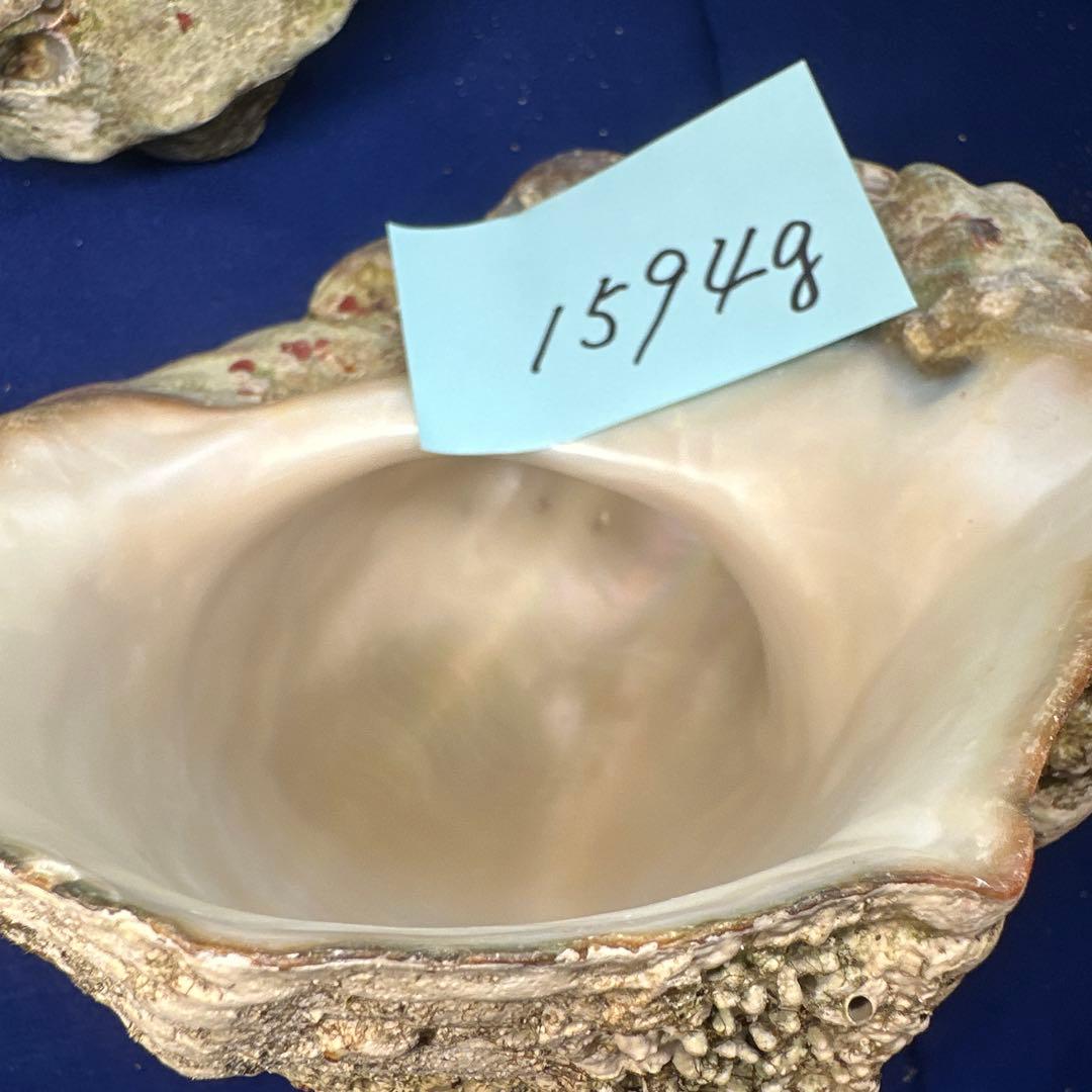 特大夜光貝　ヤコウ貝　まとめ売り　15個 約21kg アクセサリー　ルアー