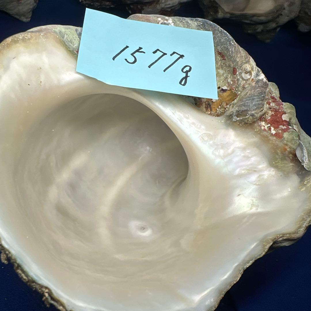 特大夜光貝　ヤコウ貝　まとめ売り　15個 約21kg アクセサリー　ルアー