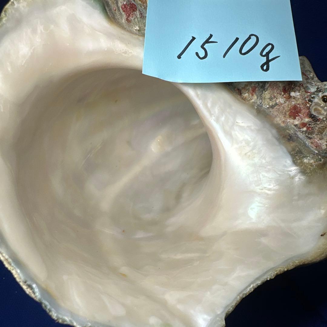 特大夜光貝　ヤコウ貝　まとめ売り　15個 約21kg アクセサリー　ルアー