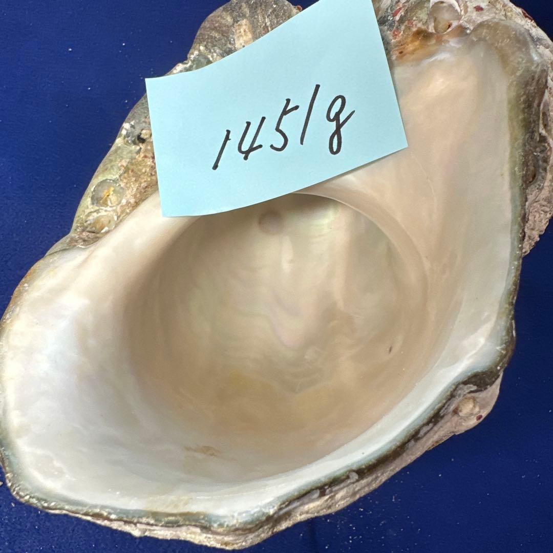 特大夜光貝　ヤコウ貝　まとめ売り　15個 約21kg アクセサリー　ルアー