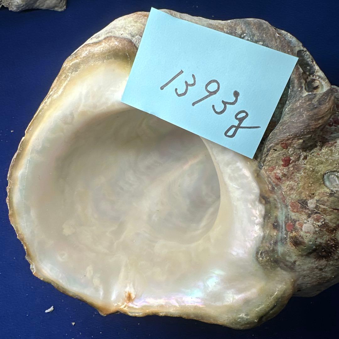 特大夜光貝　ヤコウ貝　まとめ売り　15個 約21kg アクセサリー　ルアー