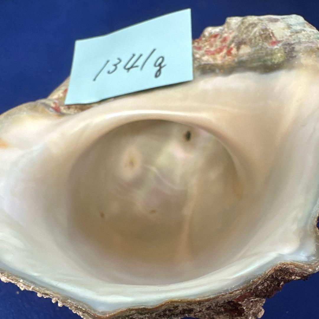 特大夜光貝　ヤコウ貝　まとめ売り　15個 約21kg アクセサリー　ルアー