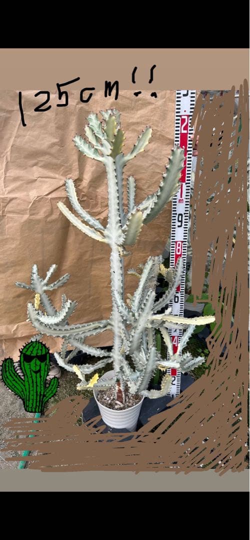 カノックスター様用！特大！ホワイトゴースト！！