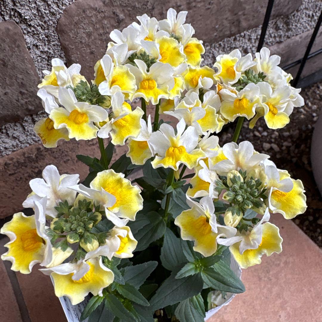 ネメシア・レモンスカッシュ