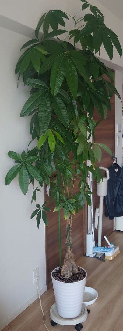 【引取限定】パキラ 観葉植物