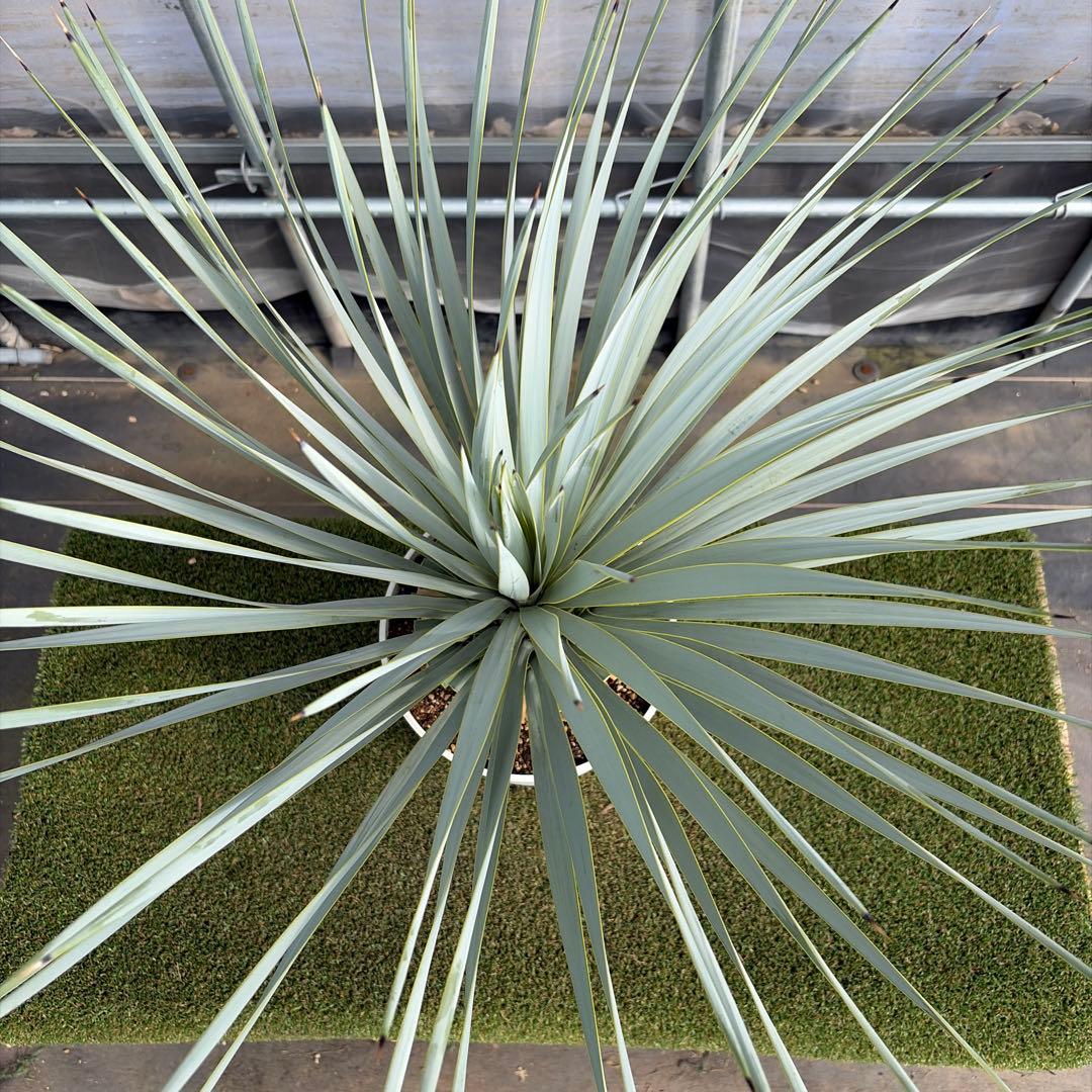 k*u様 【実生】ユッカロストラータ (7号鉢)②ドライガーデン