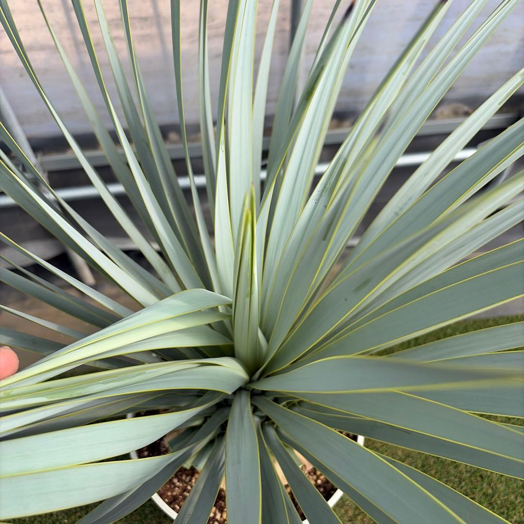 k*u様 【実生】ユッカロストラータ (7号鉢)②ドライガーデン