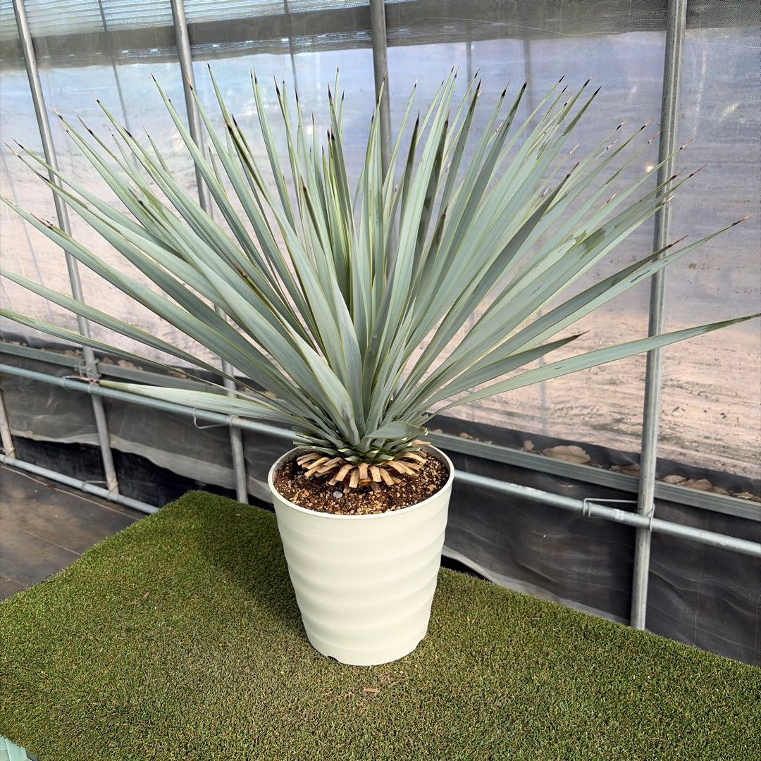 k*u様 【実生】ユッカロストラータ (7号鉢)②ドライガーデン