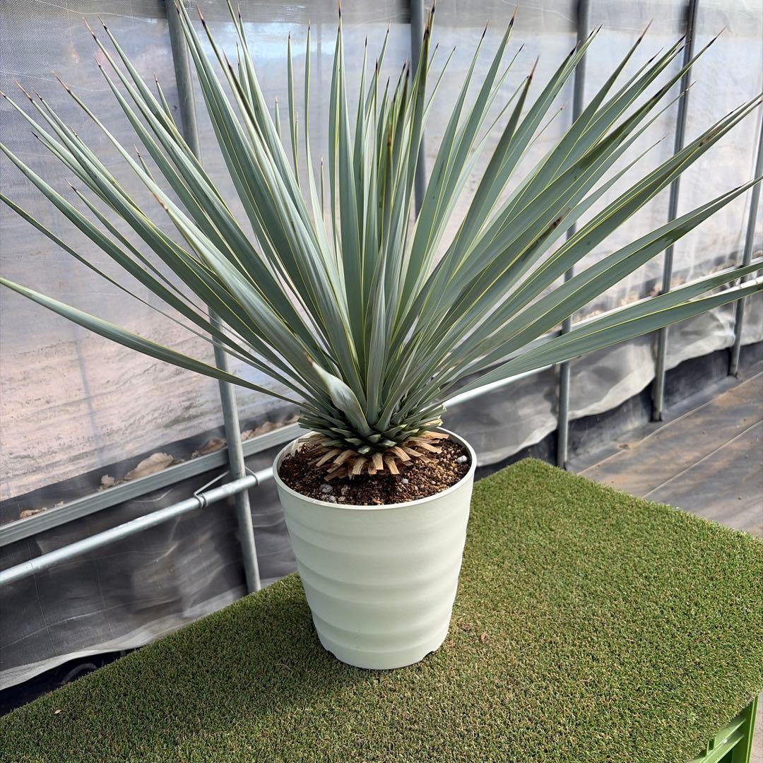 k*u様 【実生】ユッカロストラータ (7号鉢)②ドライガーデン