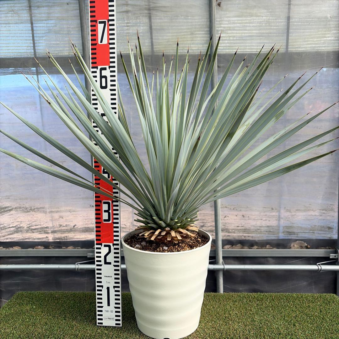 k*u様 【実生】ユッカロストラータ (7号鉢)②ドライガーデン