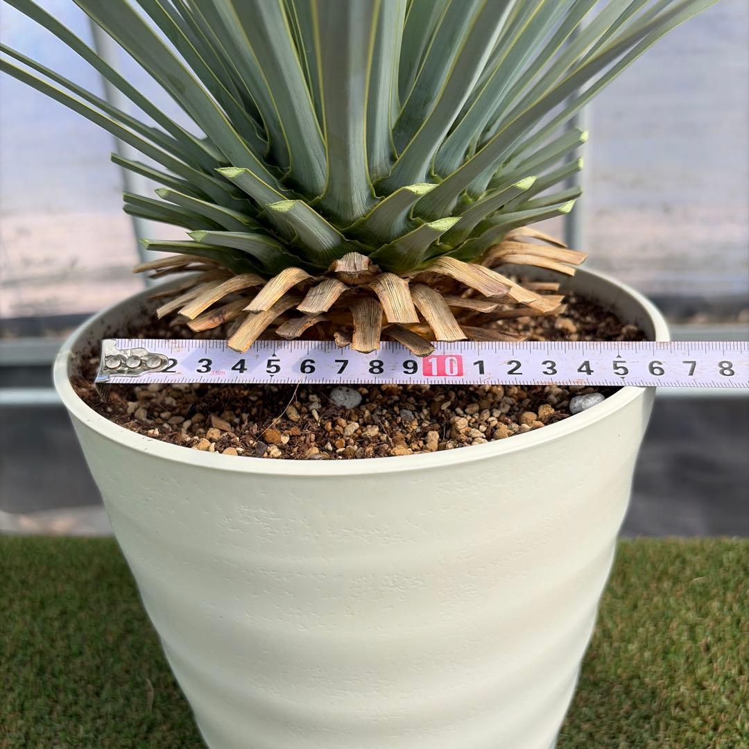 k*u様 【実生】ユッカロストラータ (7号鉢)②ドライガーデン