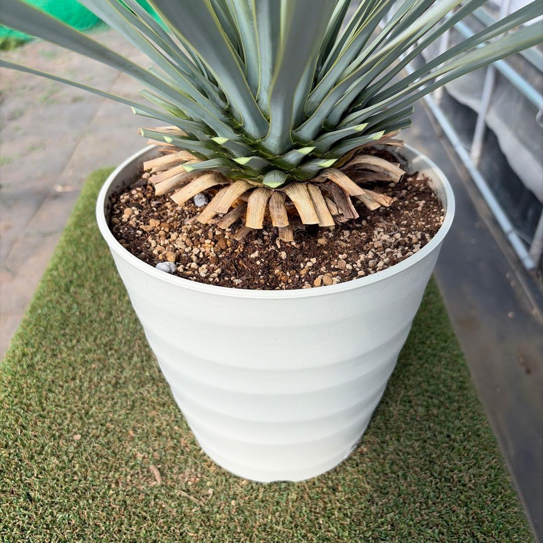 k*u様 【実生】ユッカロストラータ (7号鉢)②ドライガーデン