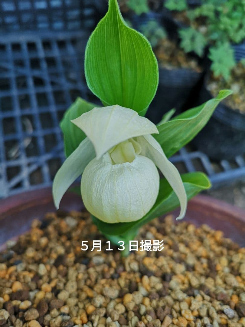 メ*4様 山野草　丸葉レブン　アツモリソウ　花１葉１　１鉢