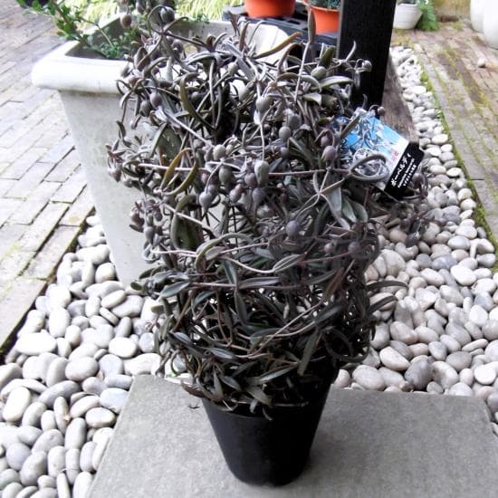 現物「カランコエ・ボーベルディ」６号　Kalanchoe　黒錦蝶　コクキンチョウ