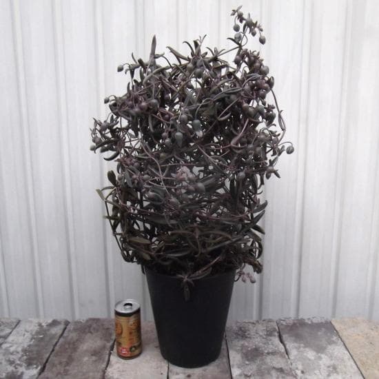 現物「カランコエ・ボーベルディ」６号　Kalanchoe　黒錦蝶　コクキンチョウ