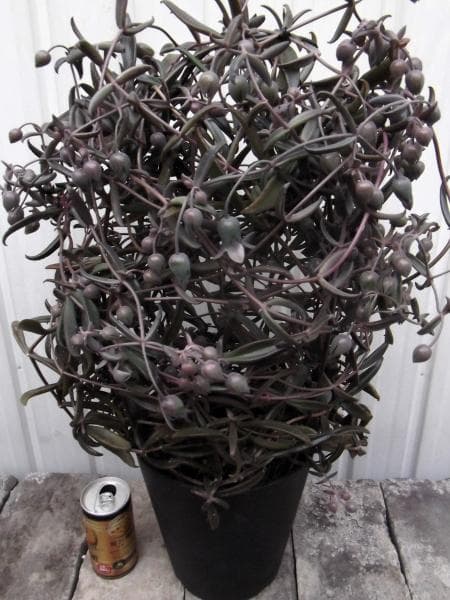 現物「カランコエ・ボーベルディ」６号　Kalanchoe　黒錦蝶　コクキンチョウ
