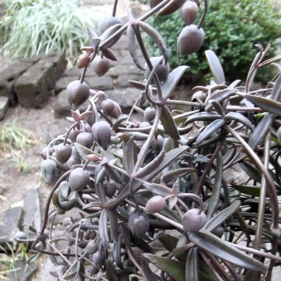 現物「カランコエ・ボーベルディ」６号　Kalanchoe　黒錦蝶　コクキンチョウ