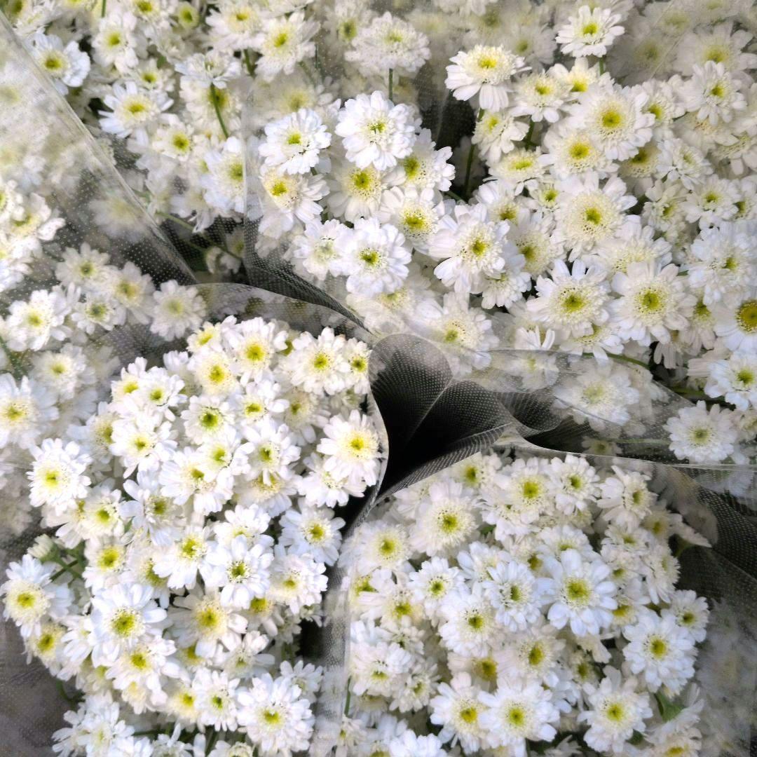 生花✼マトリカリアダブルラテ♪アレンジ✼押し花✼ドライフラワー染め花✼レジン