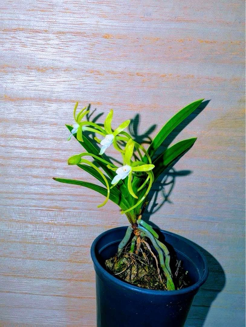 富貴蘭「ミドリマキバオーの縞」一品物