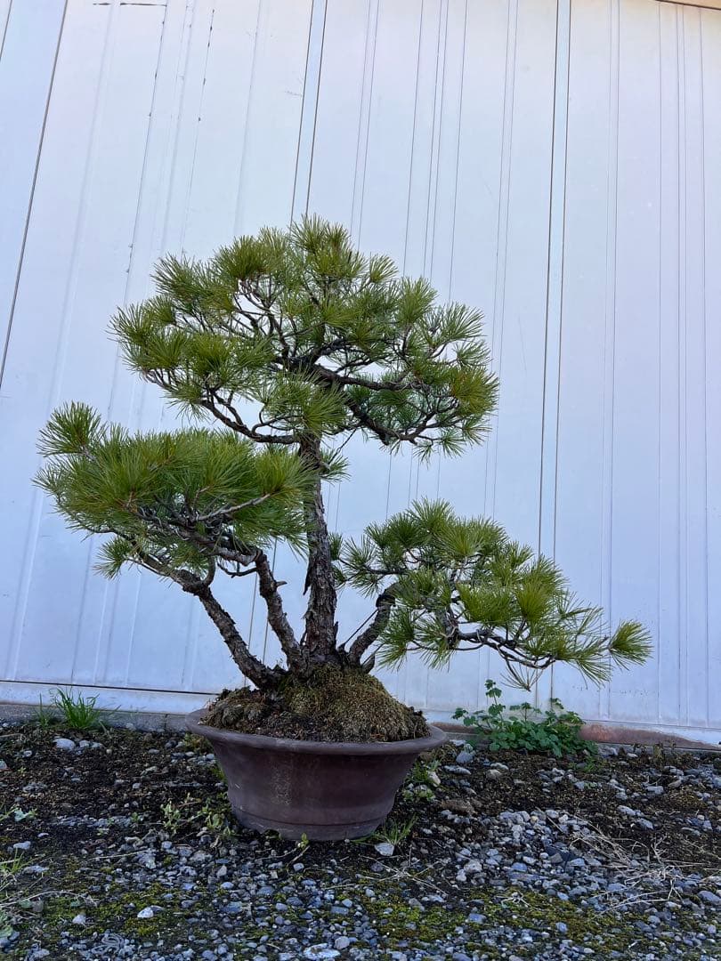 【年末セール】五葉松　盆栽　樹齢60年