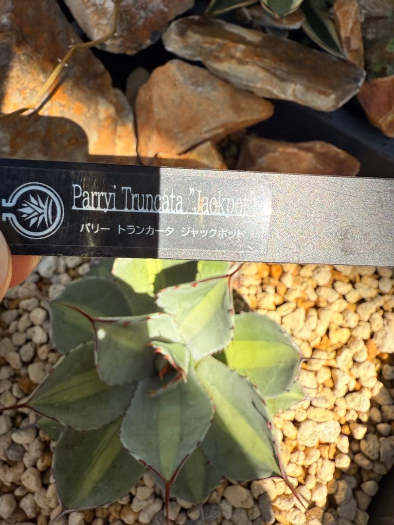【福沢諭吉様】Agave parryi truncata 'Jackpot'