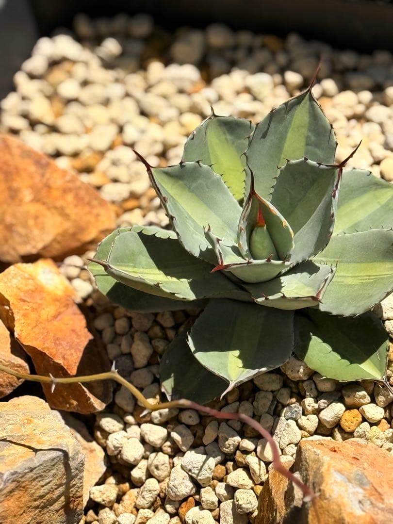 【福沢諭吉様】Agave parryi truncata 'Jackpot'