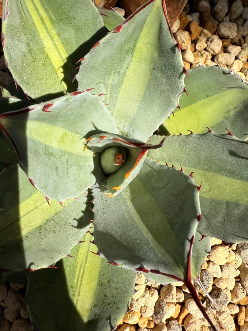 【福沢諭吉様】Agave parryi truncata 'Jackpot'