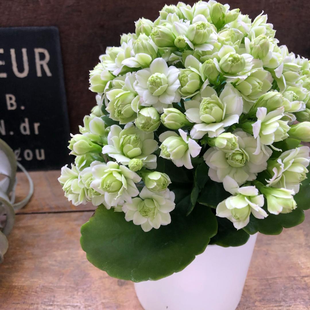 ★カランコエ白2個、しんしん2個、黒法師