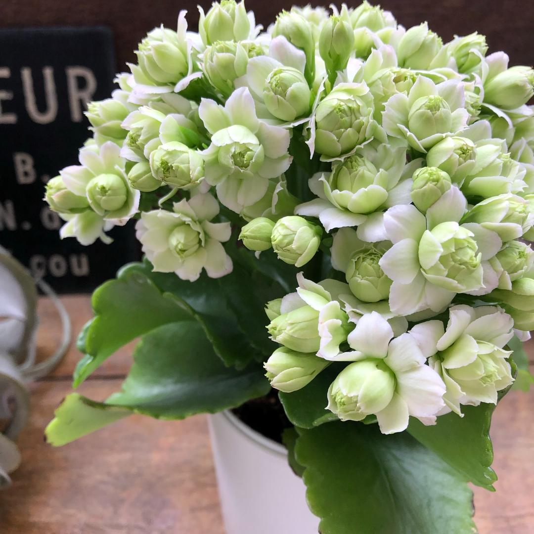 ★カランコエ白2個、しんしん2個、黒法師