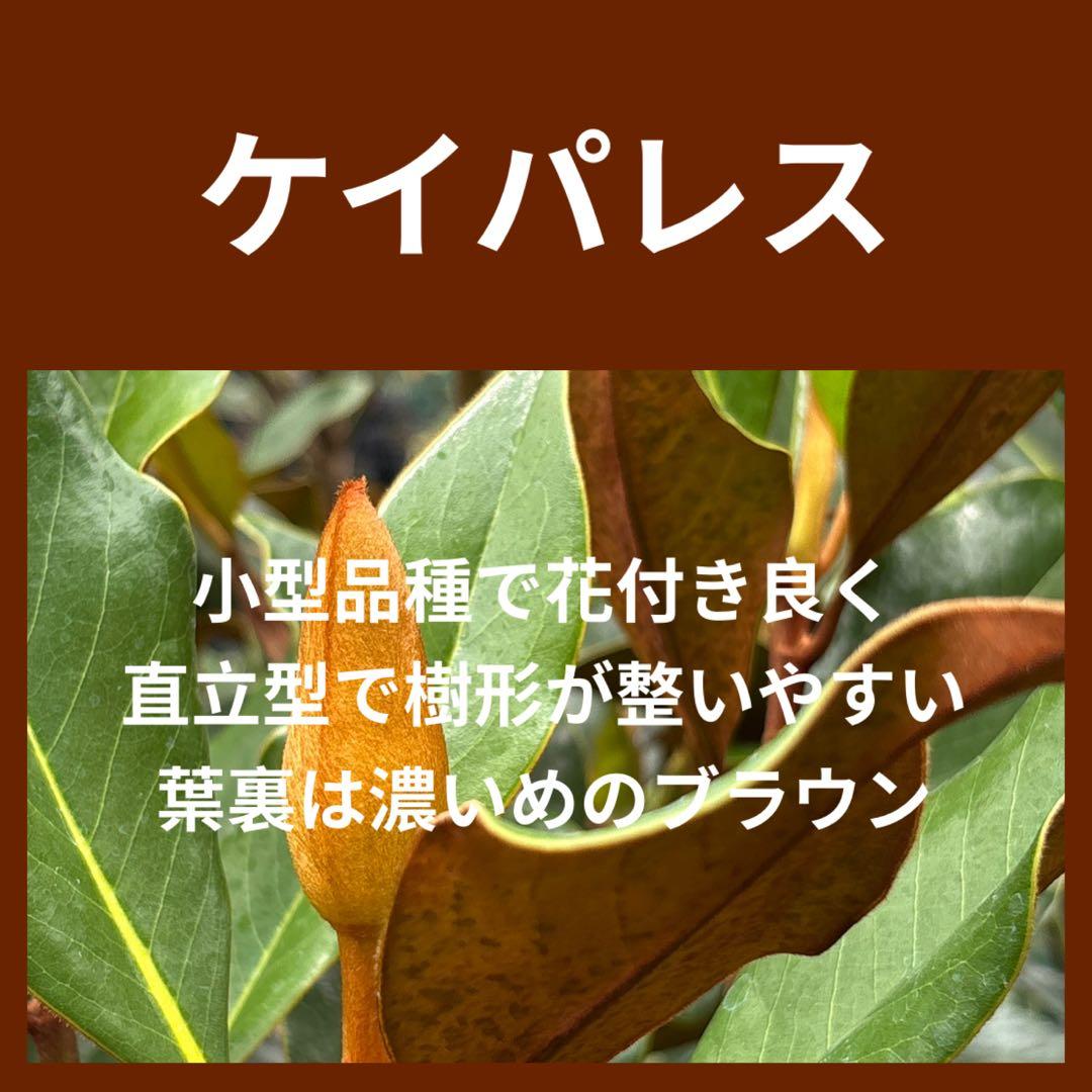 31. ケイパレス マグノリア 泰山木 タイサンボク 苗 苗木 小型品種