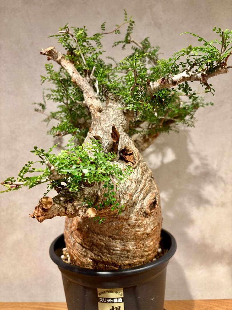 【ムチムチ極太塊根】パキプス｜新芽展開・発根済・6号鉢　みやび鉢