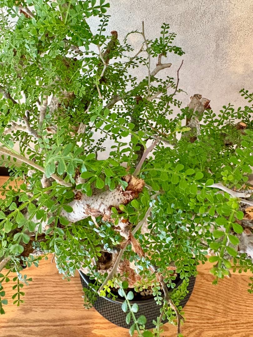 【ムチムチ極太塊根】パキプス｜新芽展開・発根済・6号鉢　みやび鉢