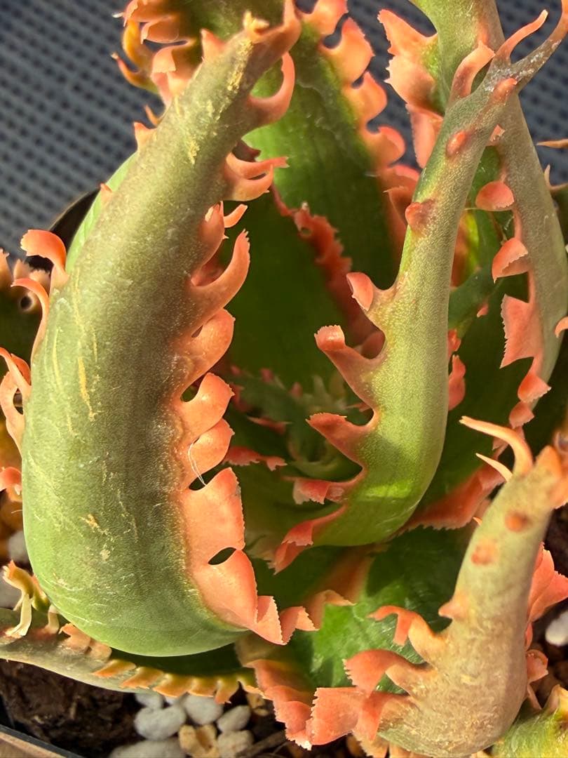 アロエ　ハイブリッド　Aloe hybrid 第四種　De-7