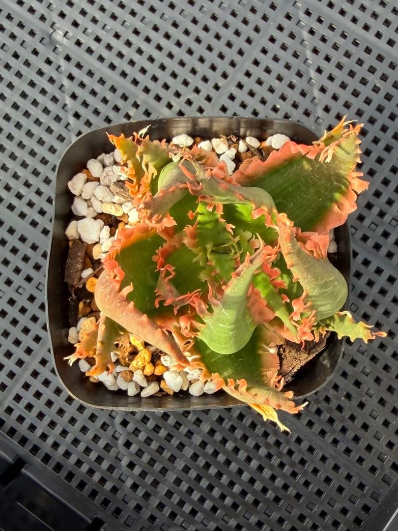 アロエ　ハイブリッド　Aloe hybrid 第四種　De-7