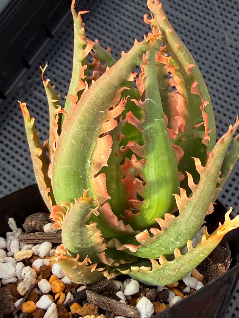 アロエ　ハイブリッド　Aloe hybrid 第四種　De-7