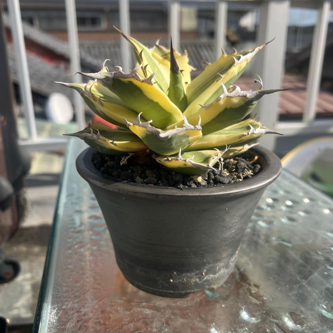 アガベ スナグルトゥース