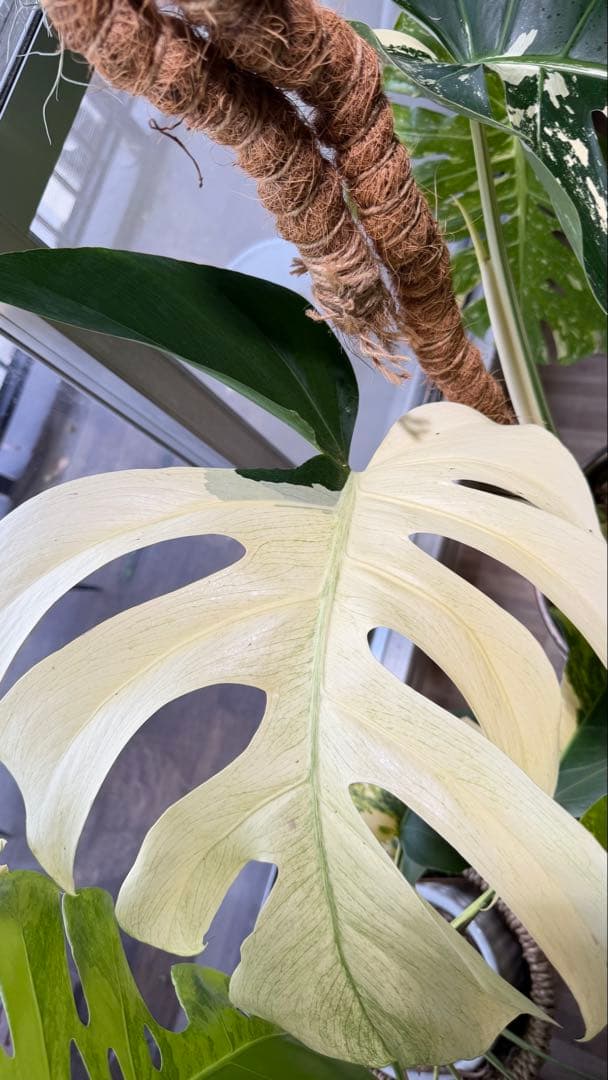 モンステラ デリシオーサ ジャングルミント