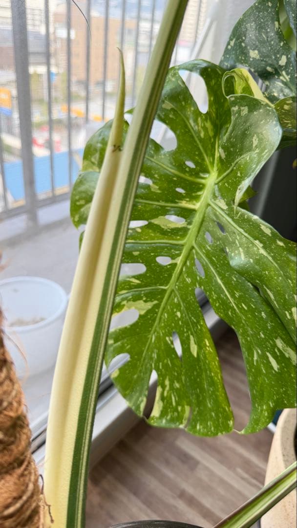 モンステラ デリシオーサ ジャングルミント