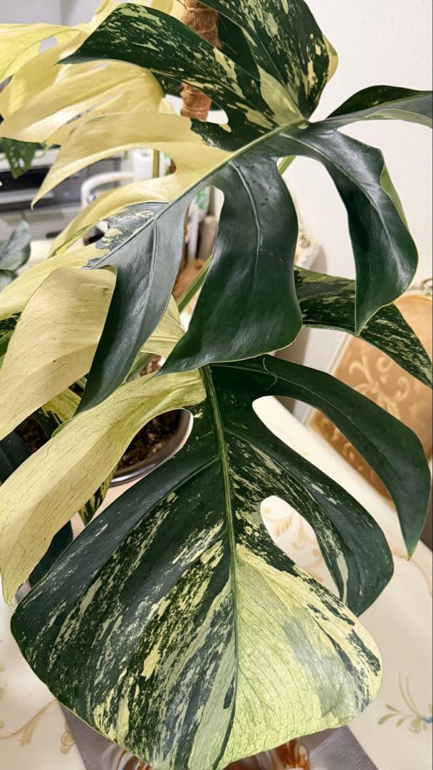 モンステラ デリシオーサ ジャングルミント