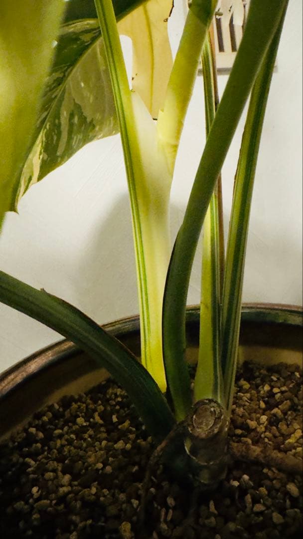 モンステラ デリシオーサ ジャングルミント