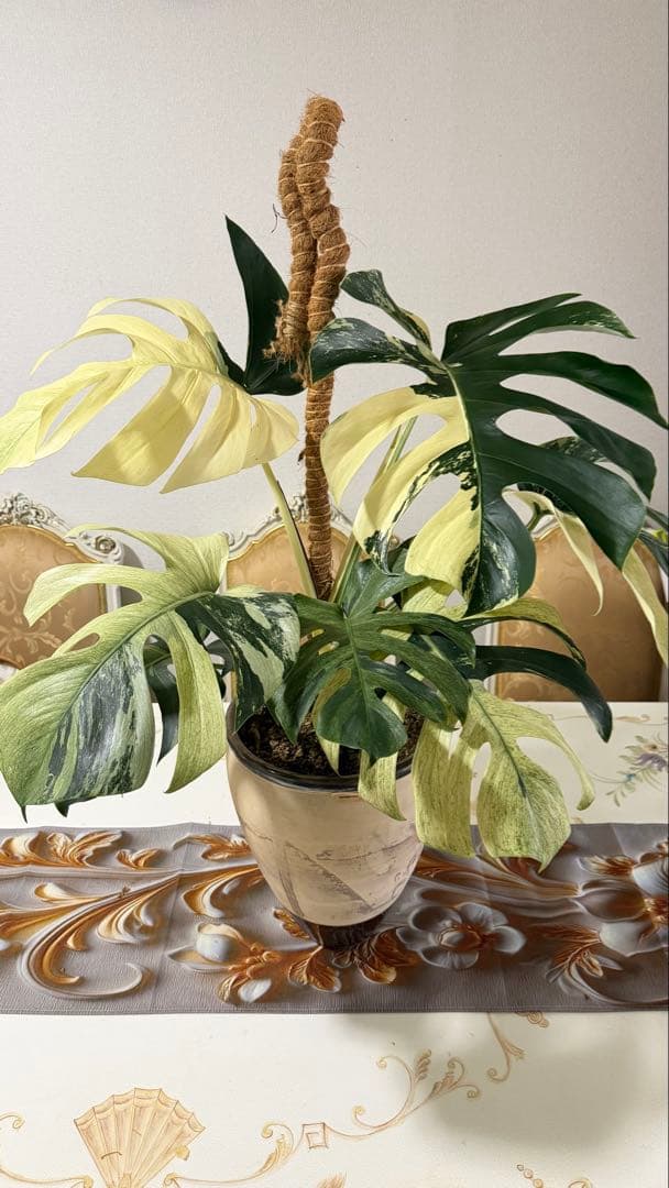 モンステラ デリシオーサ ジャングルミント