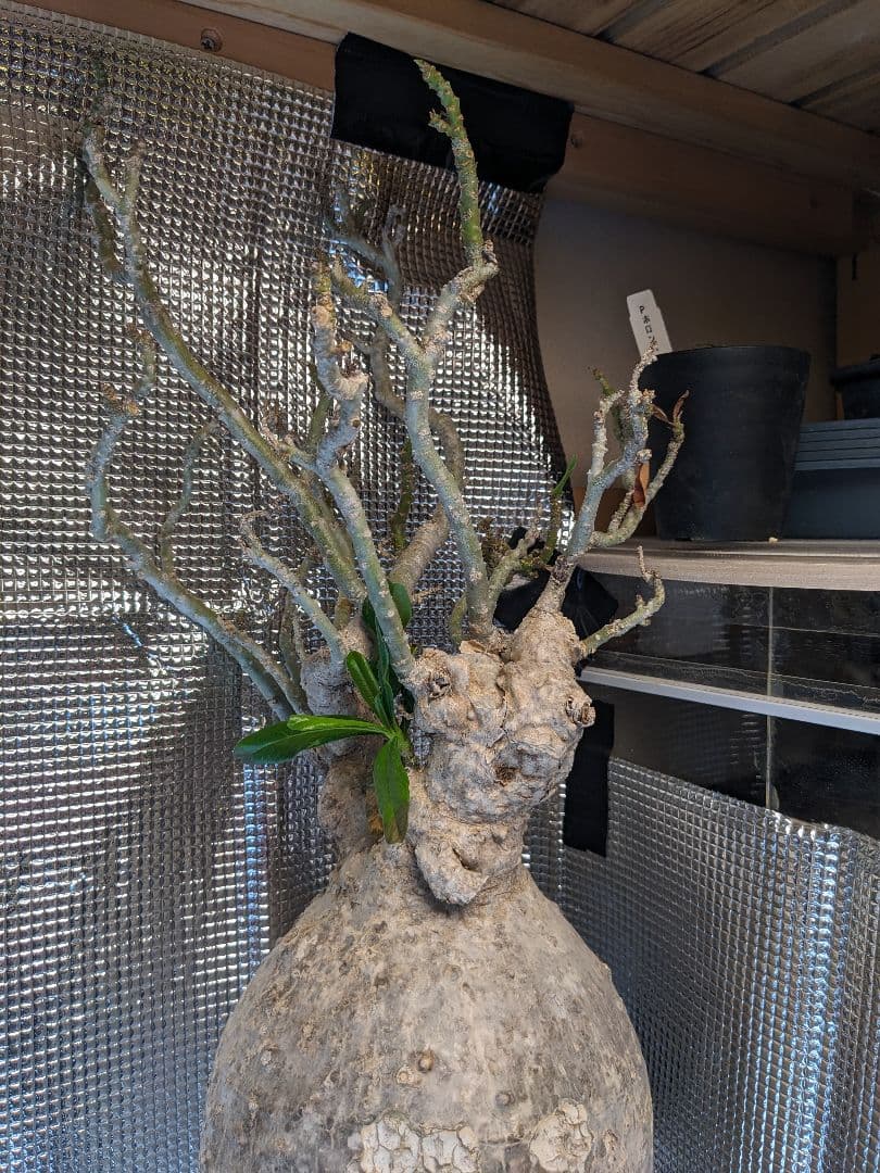 アデニウム.スワジクム